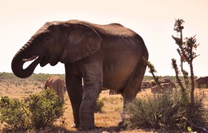 Addo Elephant